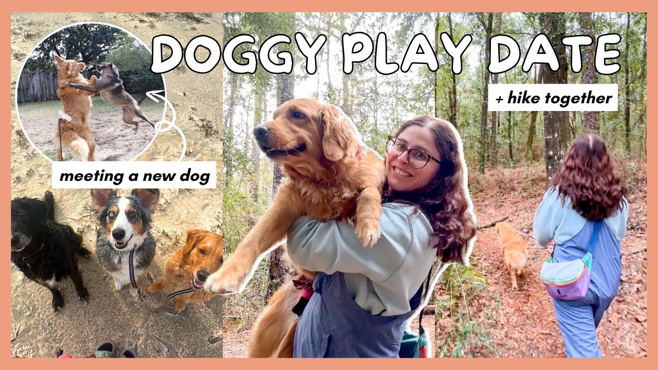 Introducing My Golden Retriever to Another Dog + a Nature Walk Together // dog vlog