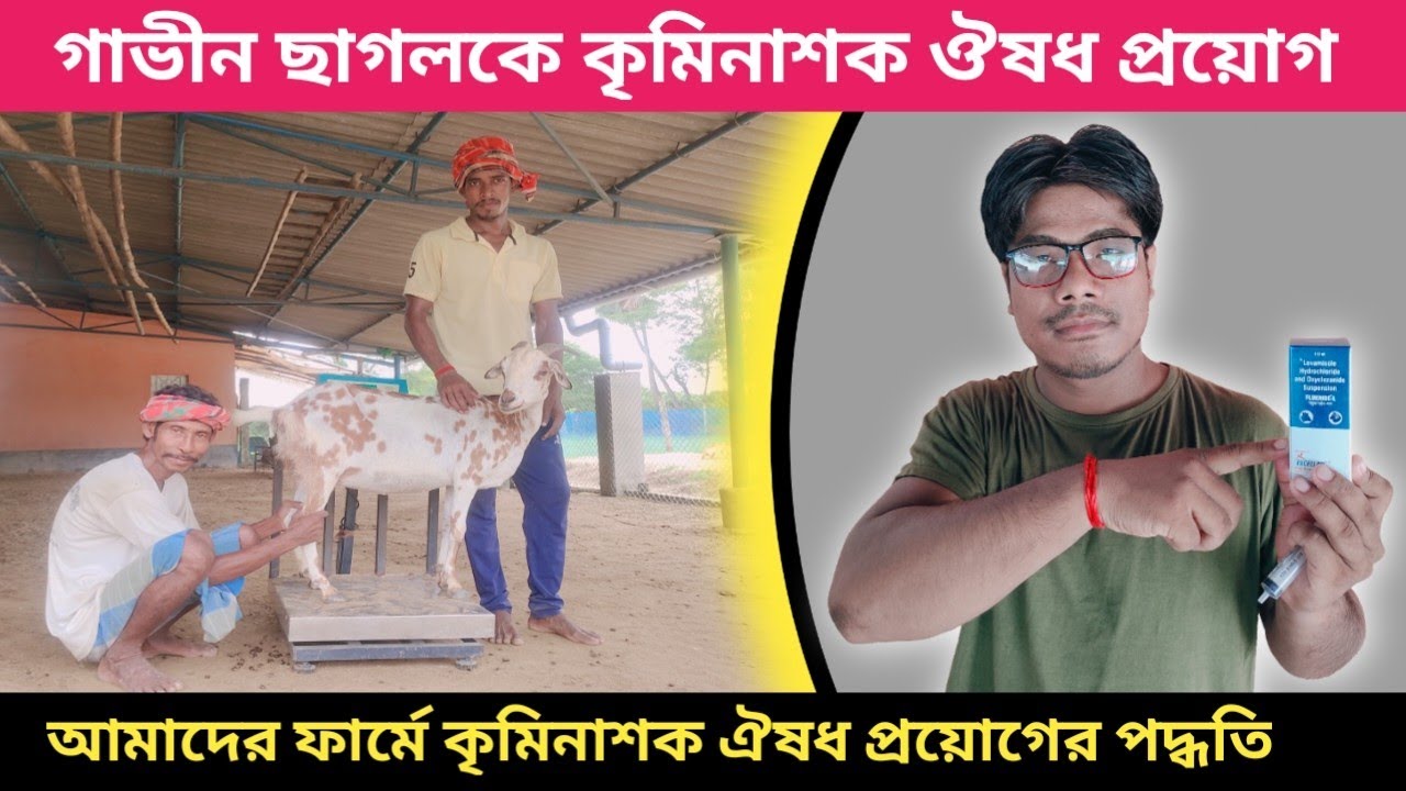 Deworming of pregnant goats on farms || Best deworming method for Pregnant goat
