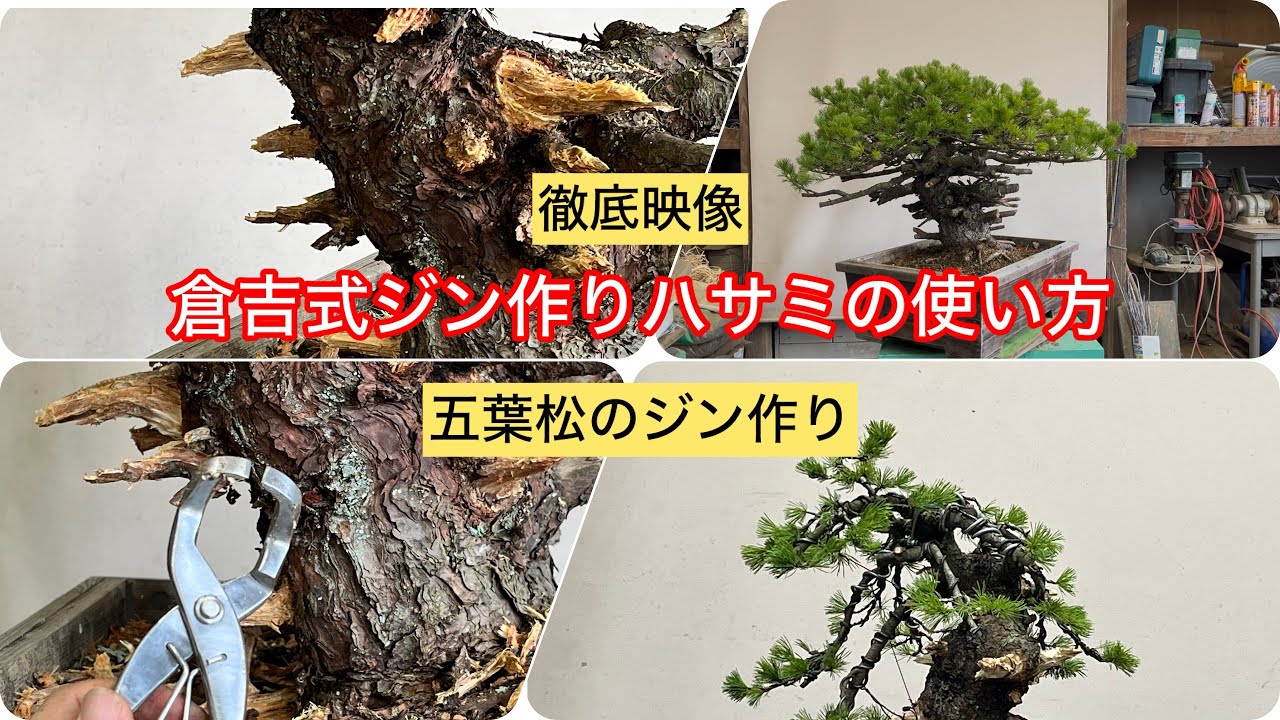 五葉松盆栽、倉吉式ジン作りの使い方