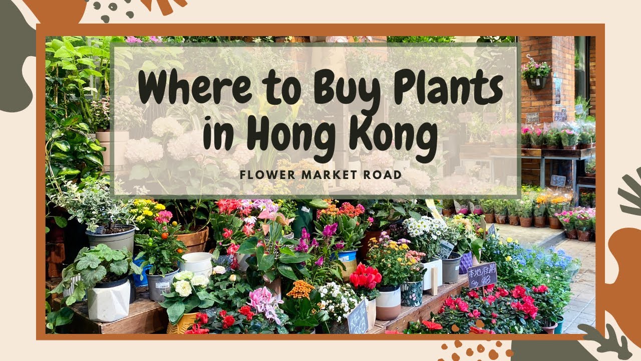 Where To Buy Plants 🌱🌸🌻🌿🌵 in Hong Kong | Flower Market Road | Plant Shopping in Hong Kong 🍀