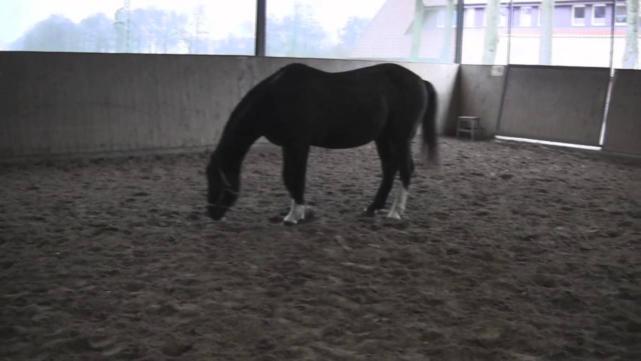 Pferd lässt es sich gut gehen