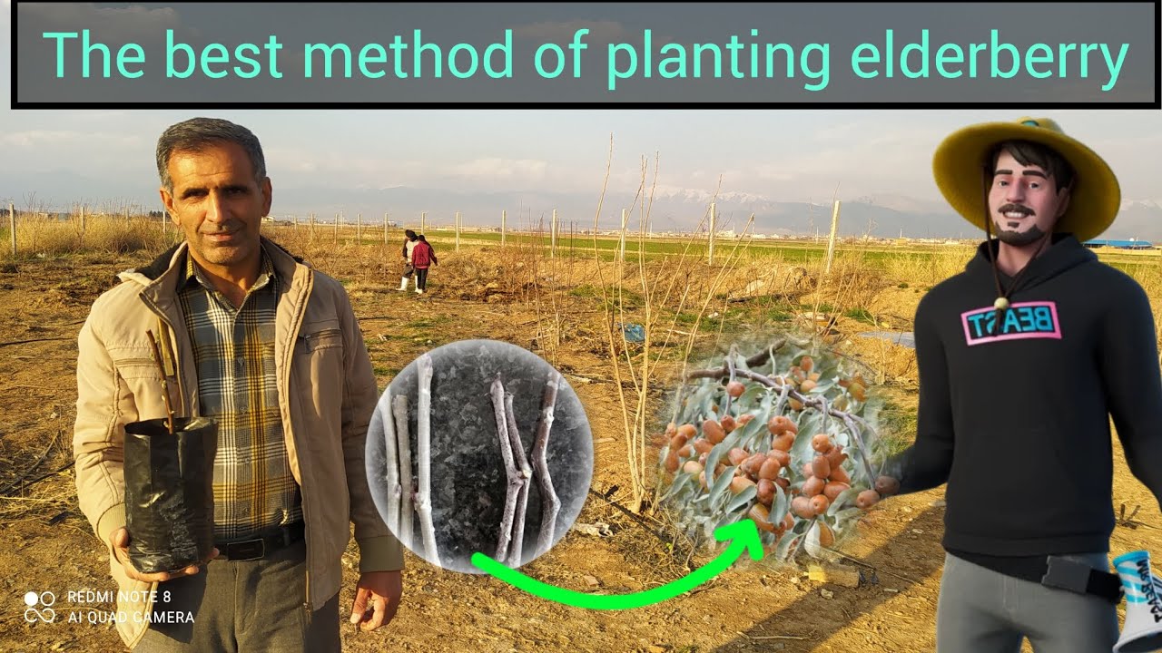 The best and fastest method of propagating an russian olive tree with a lot of fruit