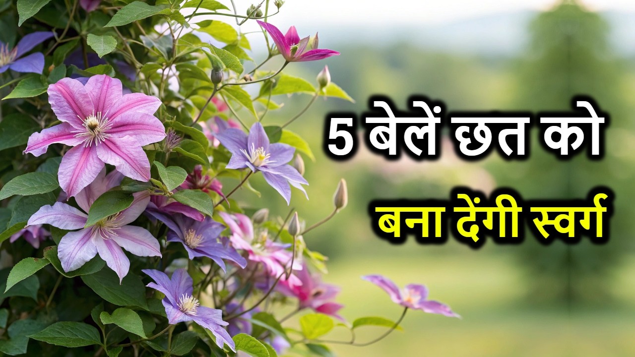 Top 5 Summer Flowering Vines for Shade 🌿  छत को बनाएं Mini Heaven इन बेलों से!