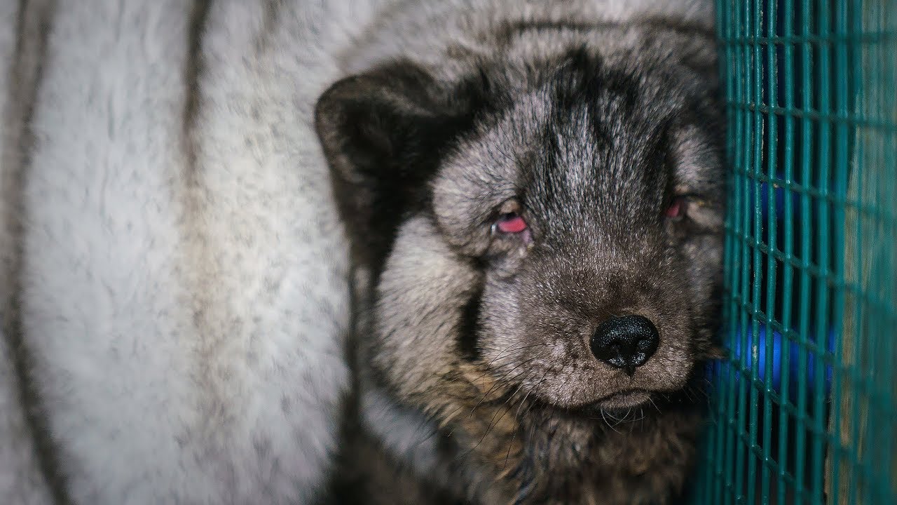 The suffering of monster foxes continues on Finland&rsquo;s fur farms