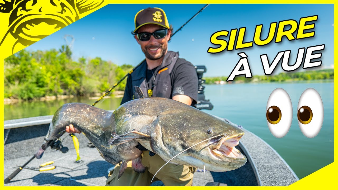 SILURES à VUE sur le Rhône ! Une Pêche INCROYABLE 🎣 | touche en live⚡ | Pêche du Silure aux Leurres!