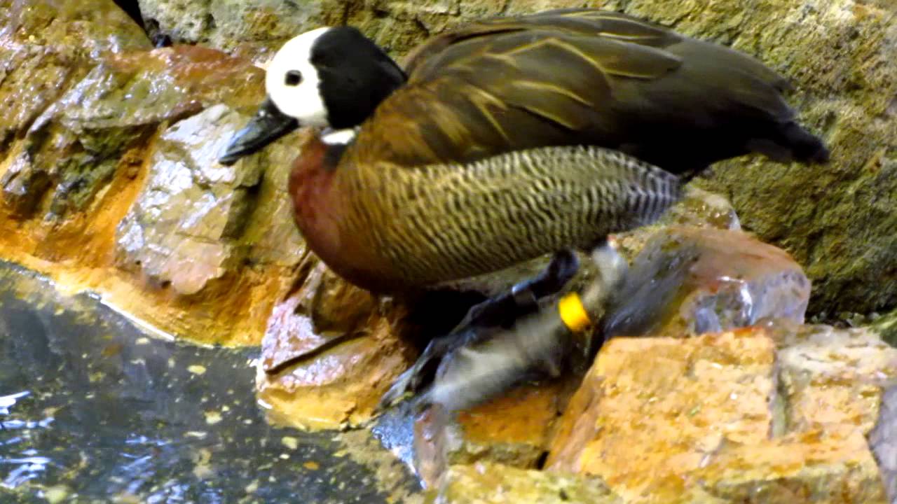 White Cheeked Pintail Duck - Smithsonian National Zoo, Washington D.C.