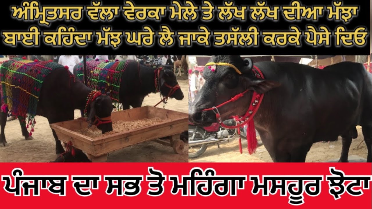 ਅੰਮ੍ਰਿਤਸਰ ਵੱਲਾ ਵੇਰਕਾ ਮੇਲੇ ਤੇ ਲੱਖ-ਲੱਖ ਦੀਆ ਮੱਝਾ ਪੰਜਾਬ ਦਾ ਸਭ ਤੋ ਮਹਿੰਗਾ ਤੇ ਮਸਹੂਰ ਝੋਟਾ ਮੇਲੇ ਚ amritsar