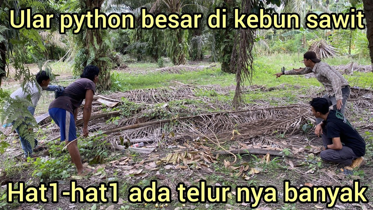 PENEMUAN ULAR PYTHON BESAR DAN TELOR DI BAWAH TUMPUKAN PELEPAH SAWIT BIKIN PETANI INI KETAKUT4N