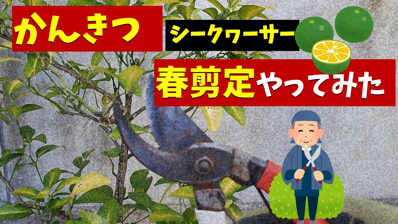 果樹栽培：鉢植え柑橘「シークヮーサー」の剪定