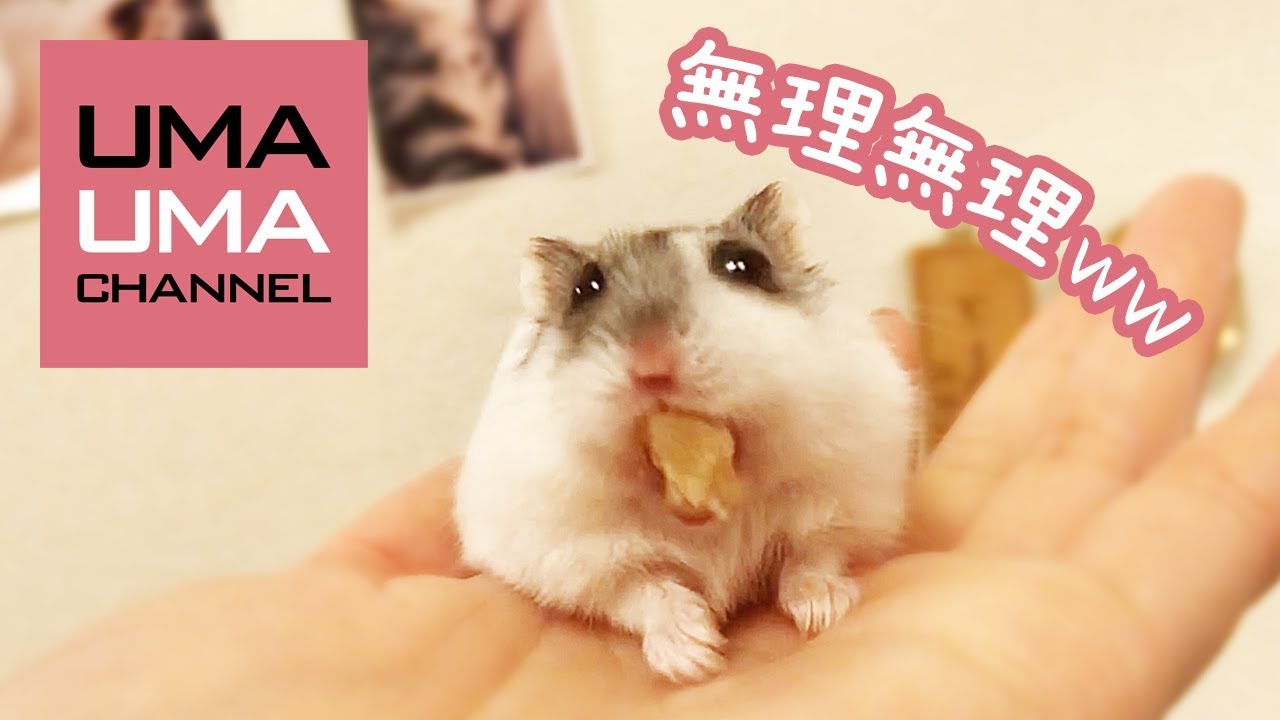 ハムスターあるある【うまる#35】Things hamster do