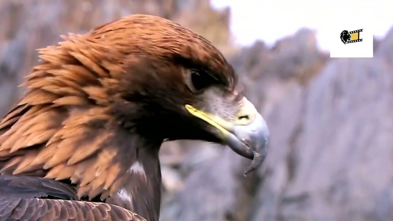 Документальный фильм: Семейные связи орлана-белохвоста