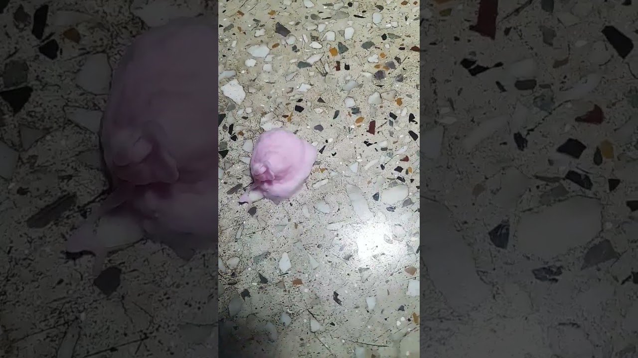 Boss holi  colour spray  testing 35 rs # holi 