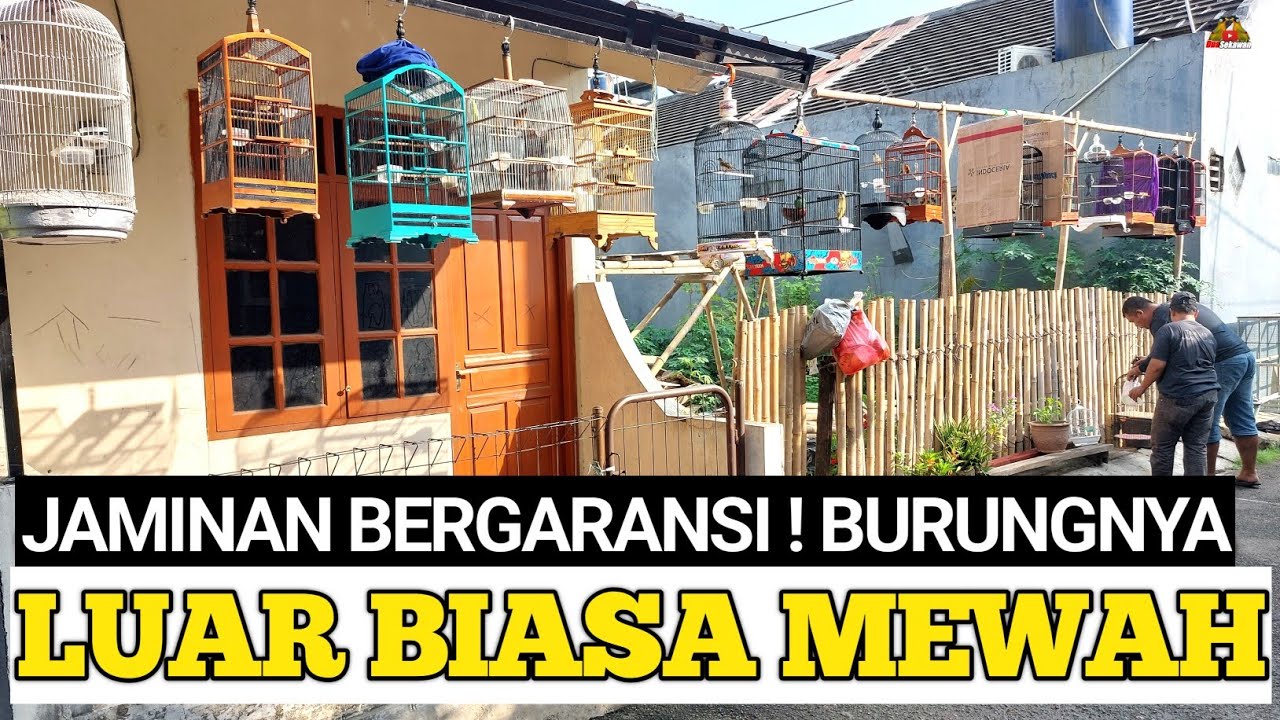 REVIEW BURUNG GACORAN MEWAH ! YG JUAL SEMUA FULLSET DI KIOS RUMAHAN JAKARTA TIMUR