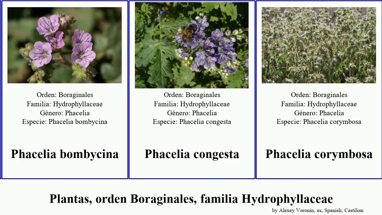 Plantas, orden Boraginales, familia Hydrophyllaceae phacelia plants minor bicolor grandiflora Jams
