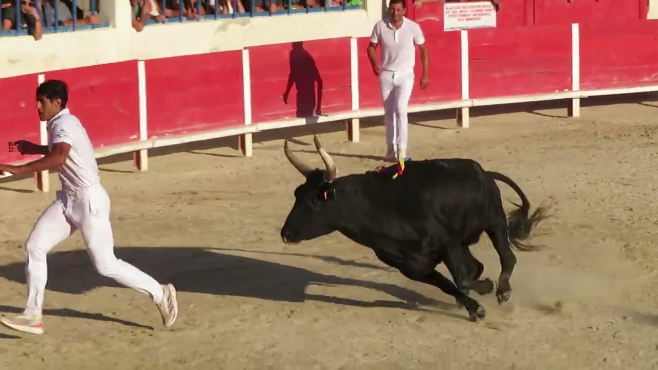 Le Grau-du-Roi 2023 - Trophée des As - Le taureau Castella de la manade Saumade