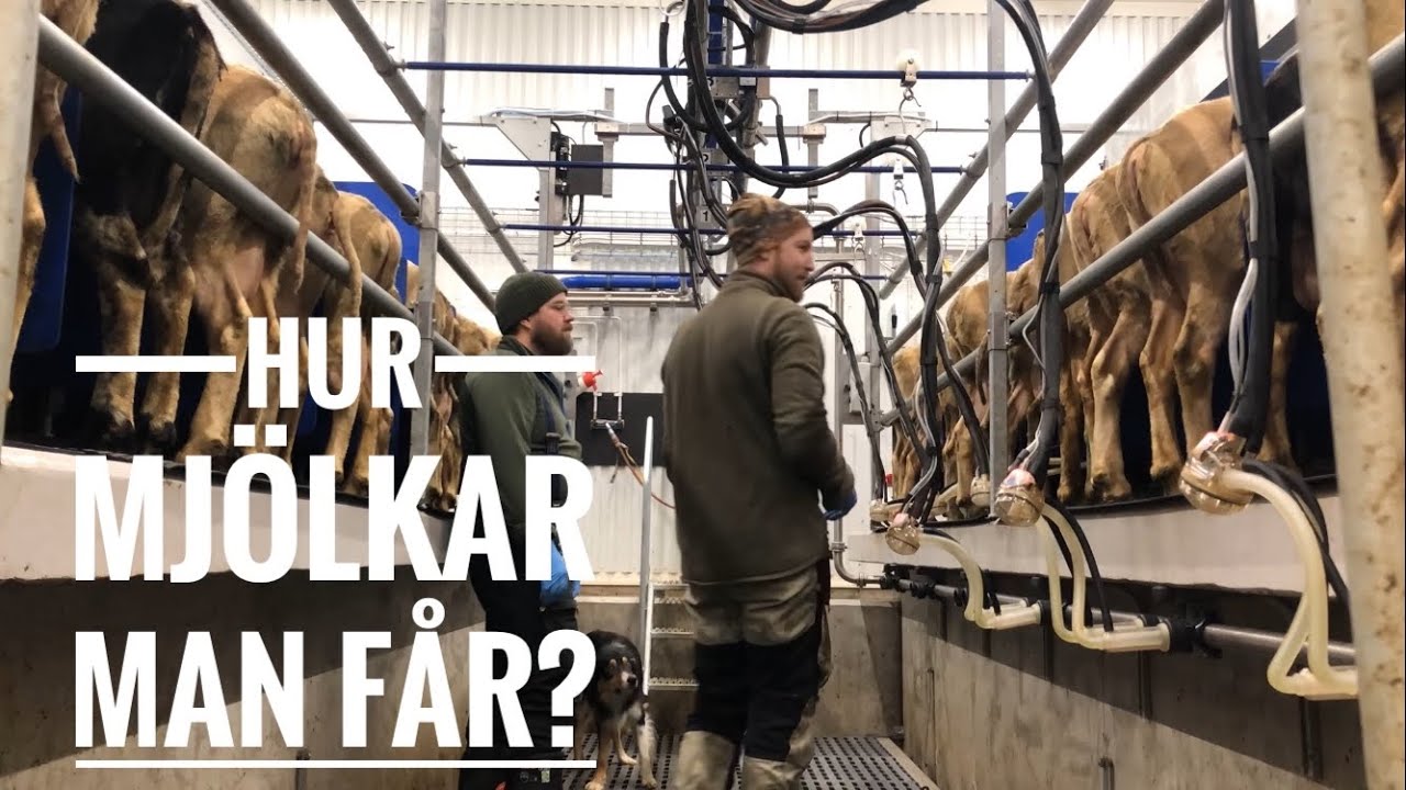 Nybyggt f&aring;rstall p&aring; Str&ouml;mmens G&aring;rdsmejeri - mj&ouml;lka f&aring;r