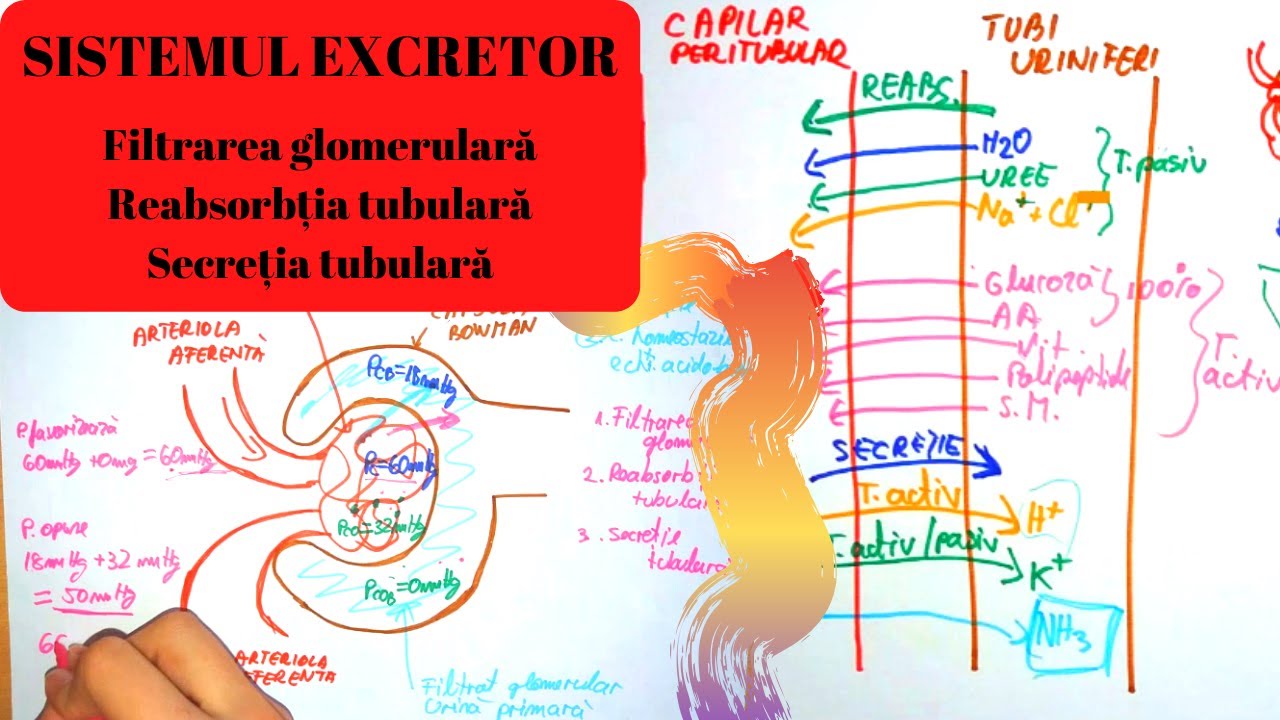 ADMITERE MEDICINA: SISTEMUL EXCRETOR 2: Filtrarea glomerulara, Reabsorbtia si Secretia tubulara