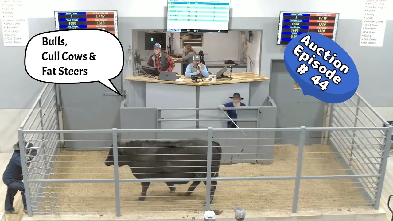Bulls, Cull Cows & Fat Steers 01/13/2026