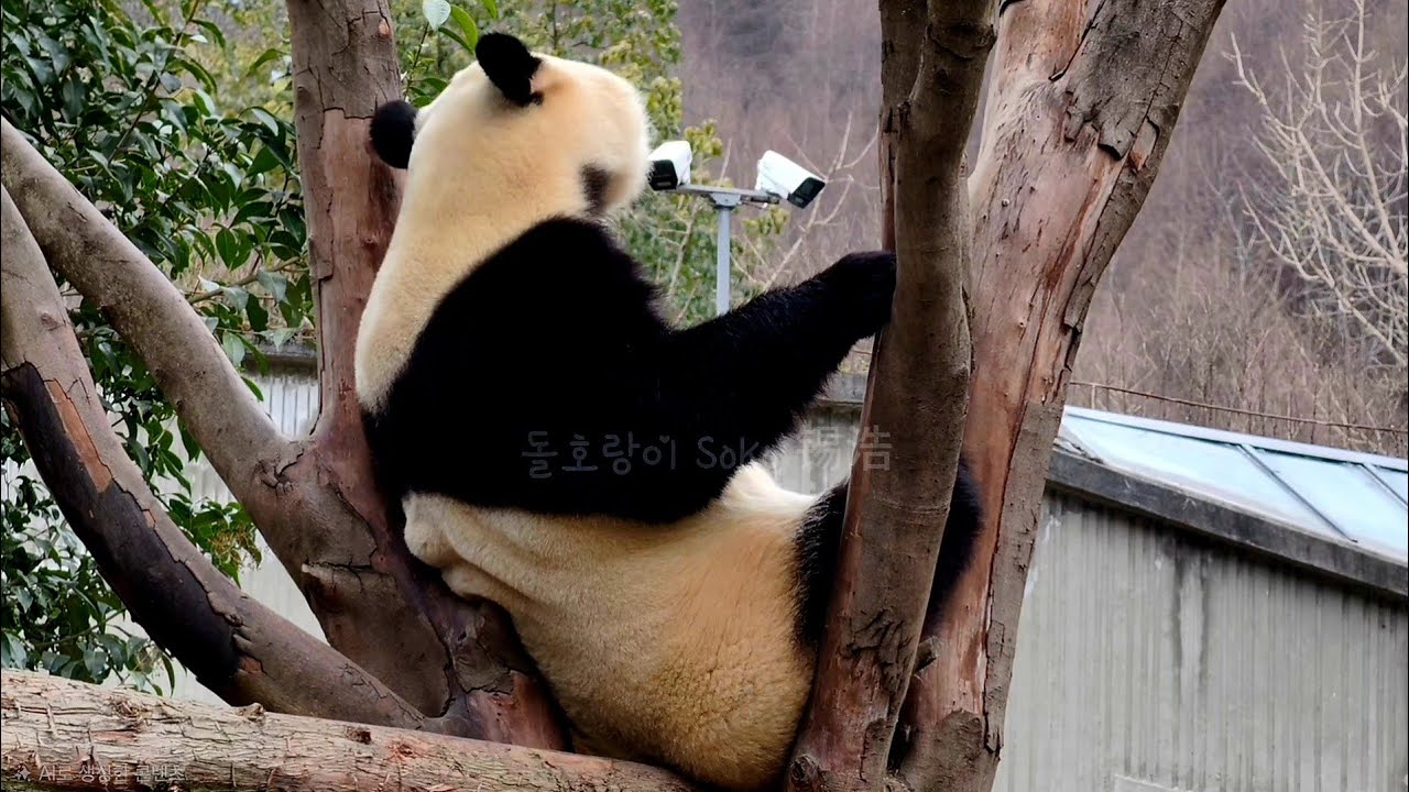 나무위에서 세상을 바라 보는 푸야... | 2월 10일 오후(푸바오 실시간) Panda Fubao