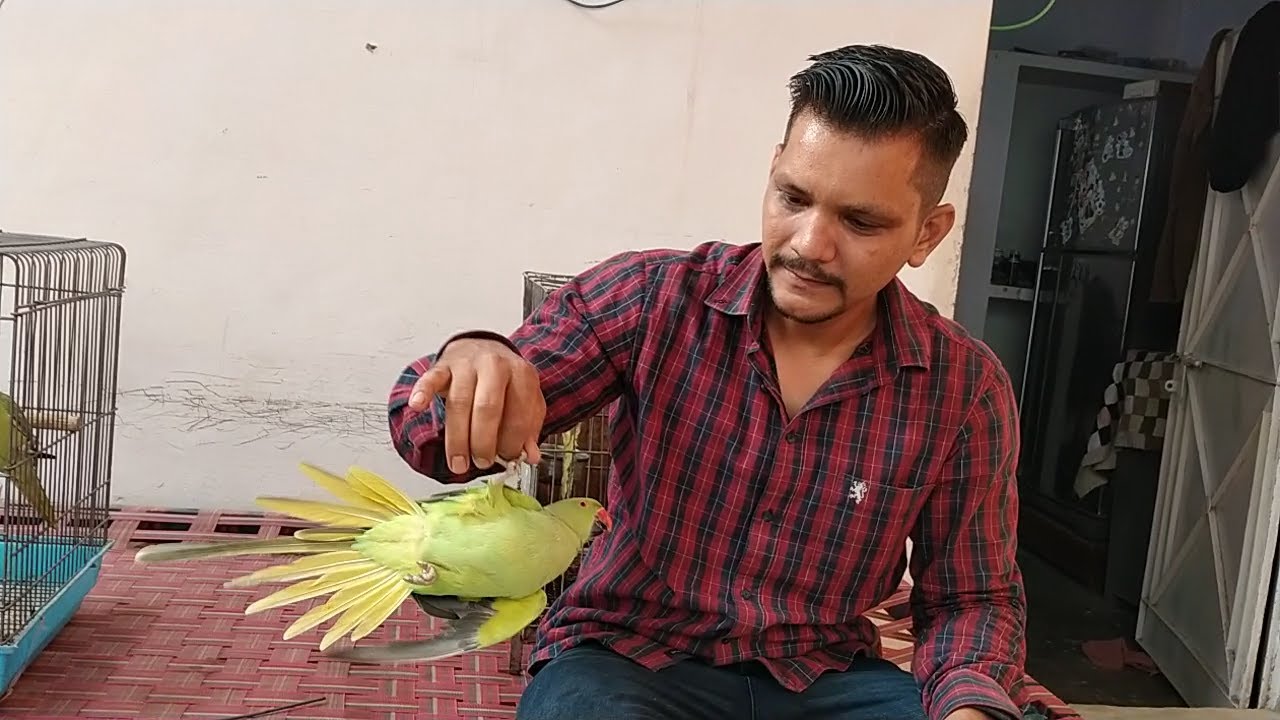 MERA PARROT BITE KAATNE KYUN KARNE LAG GAYA