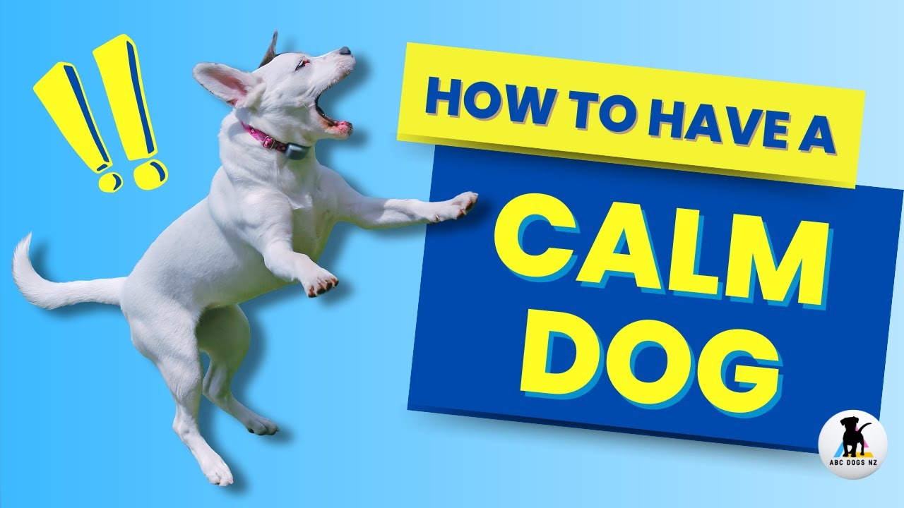 How to calm a dog. 3 ways to help hyper and over excited dogs relax.