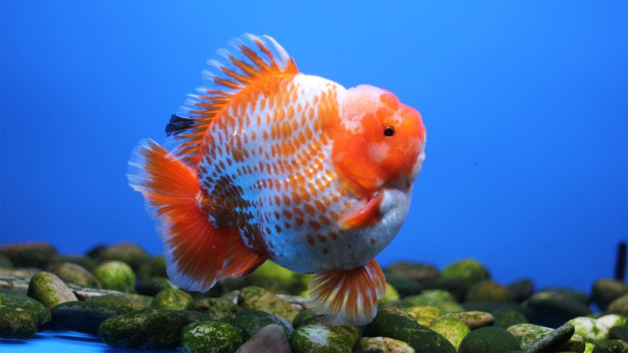 High quality Hong Kong Goldfish and Thailand Goldfish
