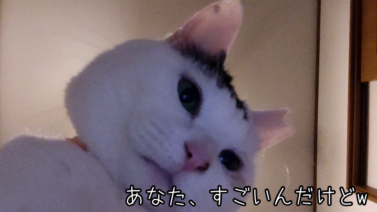 うわさの（？）ぷーぷーひめこちゃん〜イモスケ卒業？〜