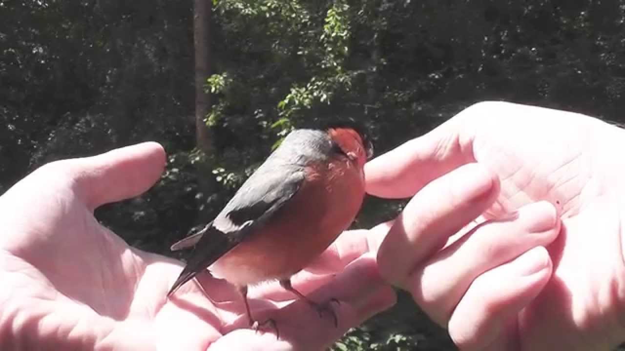 Bullfinch in my hand - Gimpel in meiner Hand (Pyrrhula pyrrhula)