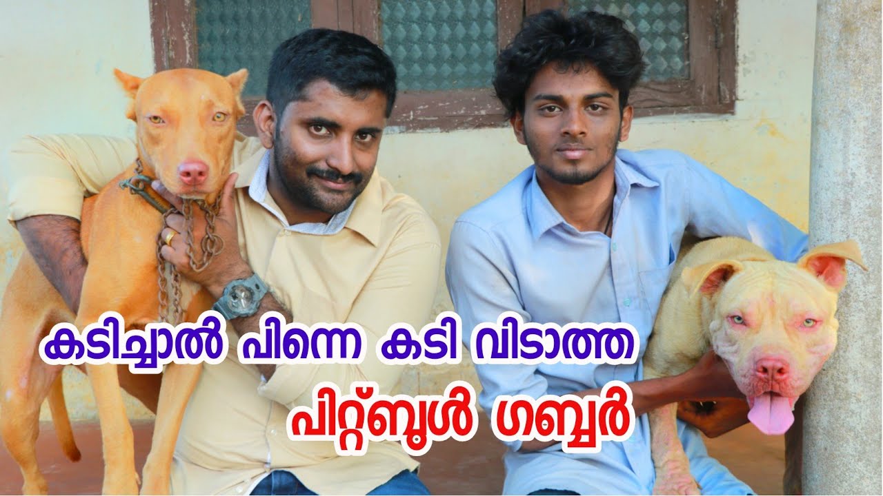 Pitbull gabber male & female [ECO OWN MEDIA] Thrissur adatt