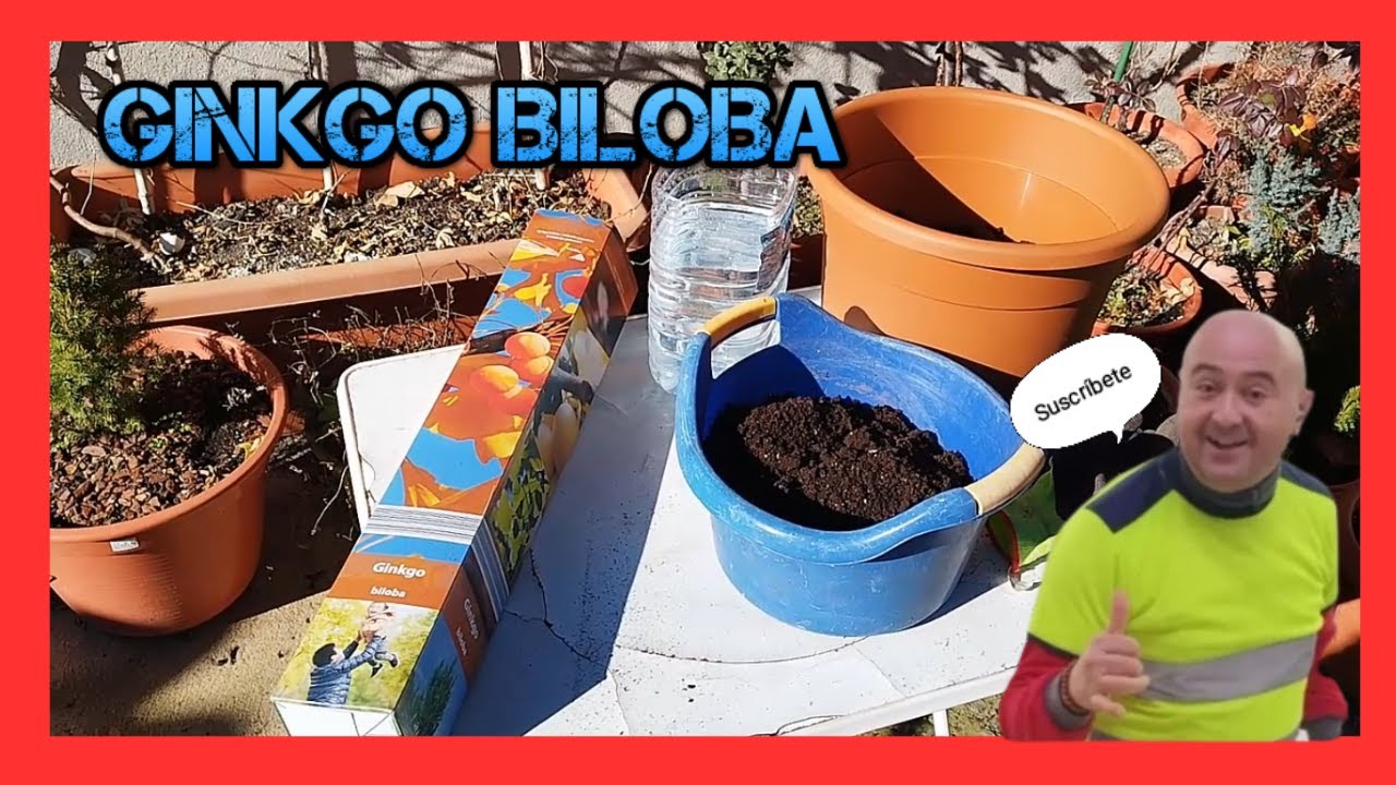 GINKGO BILOBA Cuidados básicos y curiosidades