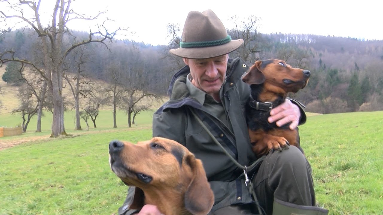 Tiroler Bracke: Freund und Jagdhelfer