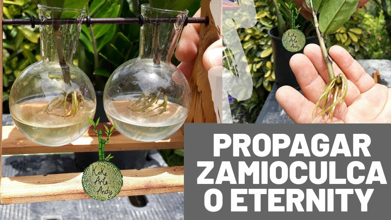 Zamioculca propagacion por agua  (Eternity)
