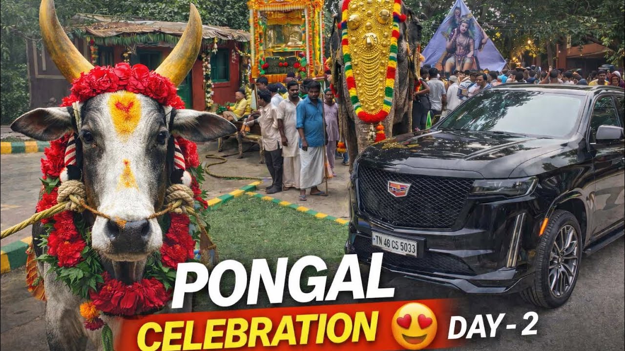 Pongal celebration day - 2 😍 | full of fun 🤩 | watch till end |