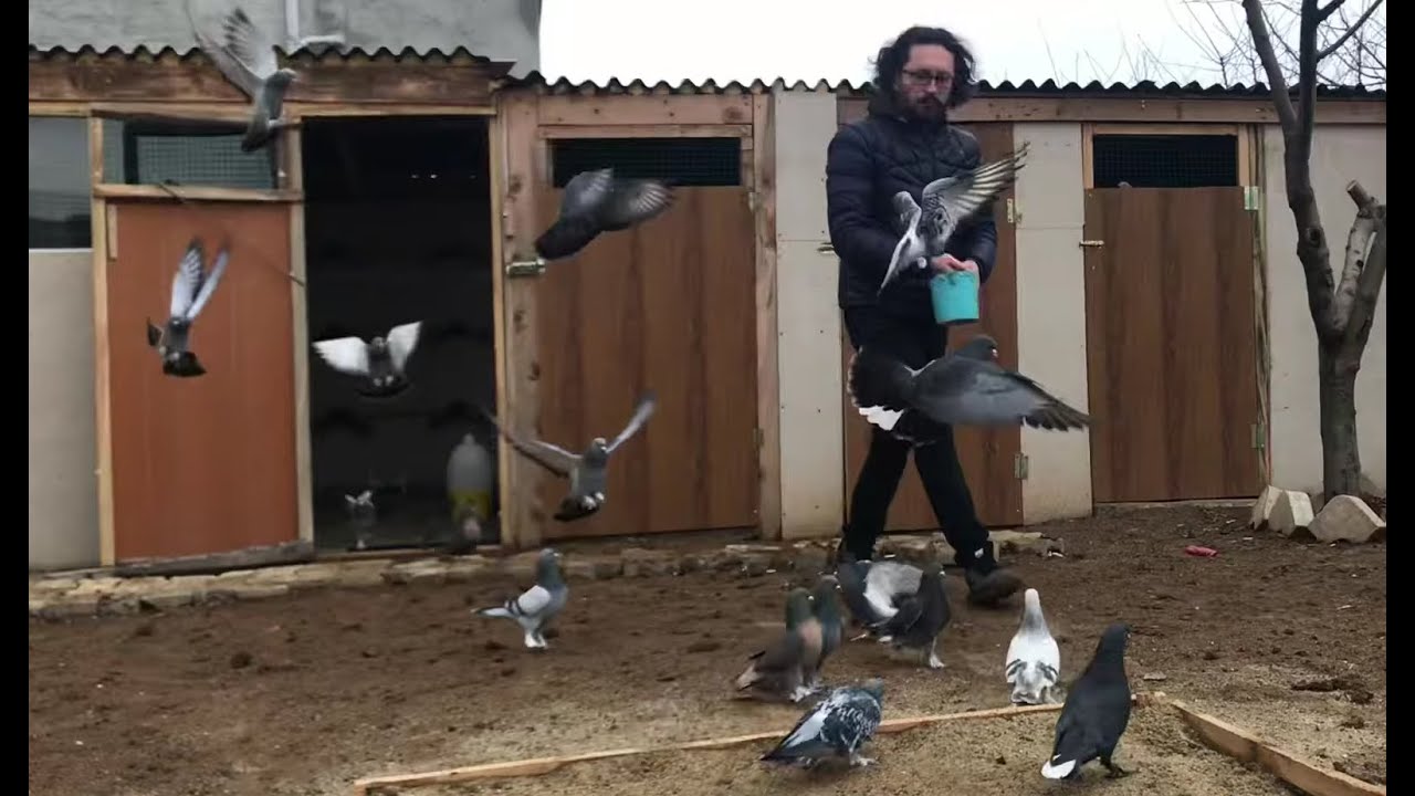 KAÇAK KULA GÜVERCİNİ İLK KEZ SALDIM