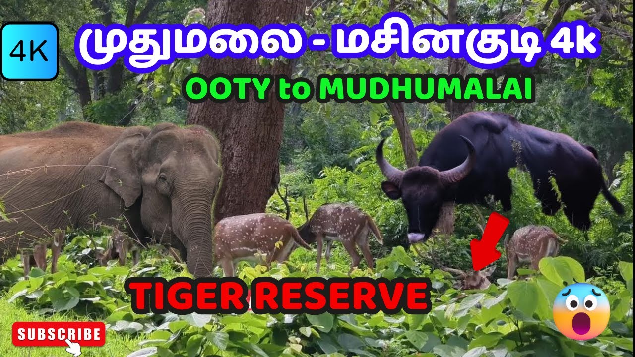 PART-1 OF 5- ஊட்டி TO முதுமலை 4k 😍 காட்டு விலங்குகள் ரோட்டின் 😳IOOTY to MASINAKUDY TIGER RESERVE #4k