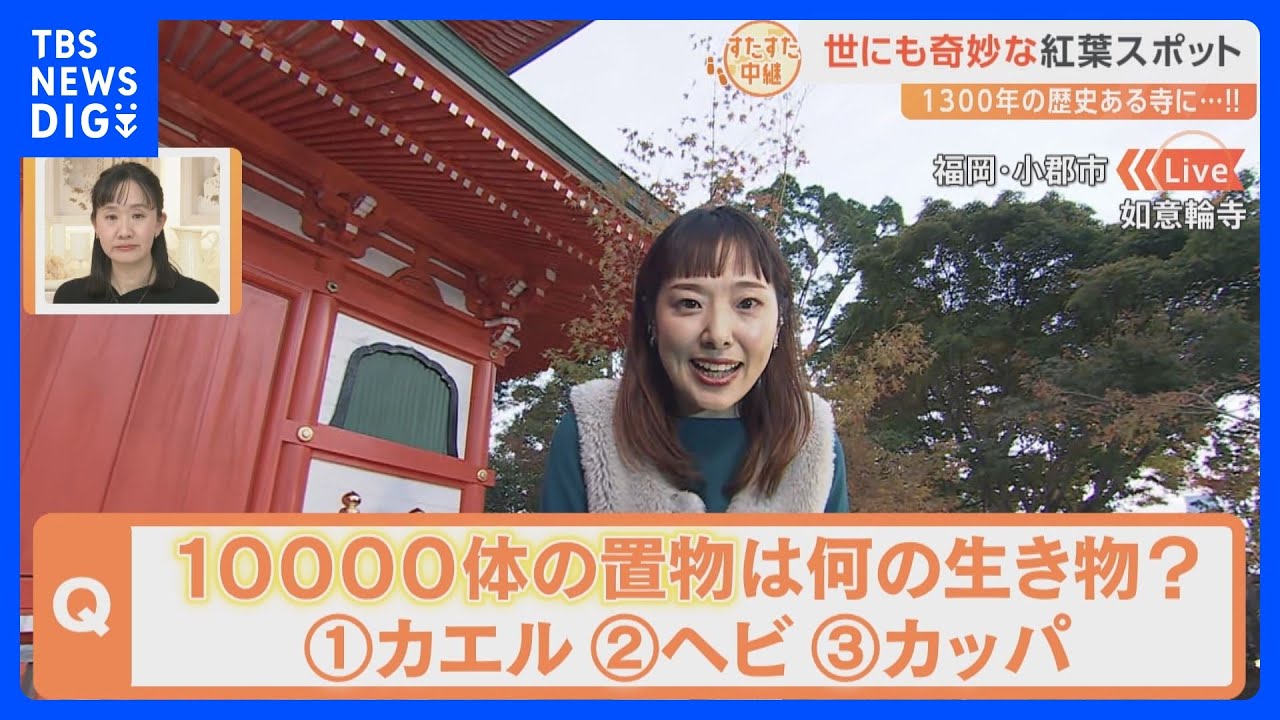 紅葉が美しい由緒ある寺にまさかの1万体のカエルの置物が！？福岡・小郡市の如意輪寺から！【すたすた中継】｜TBS NEWS DIG