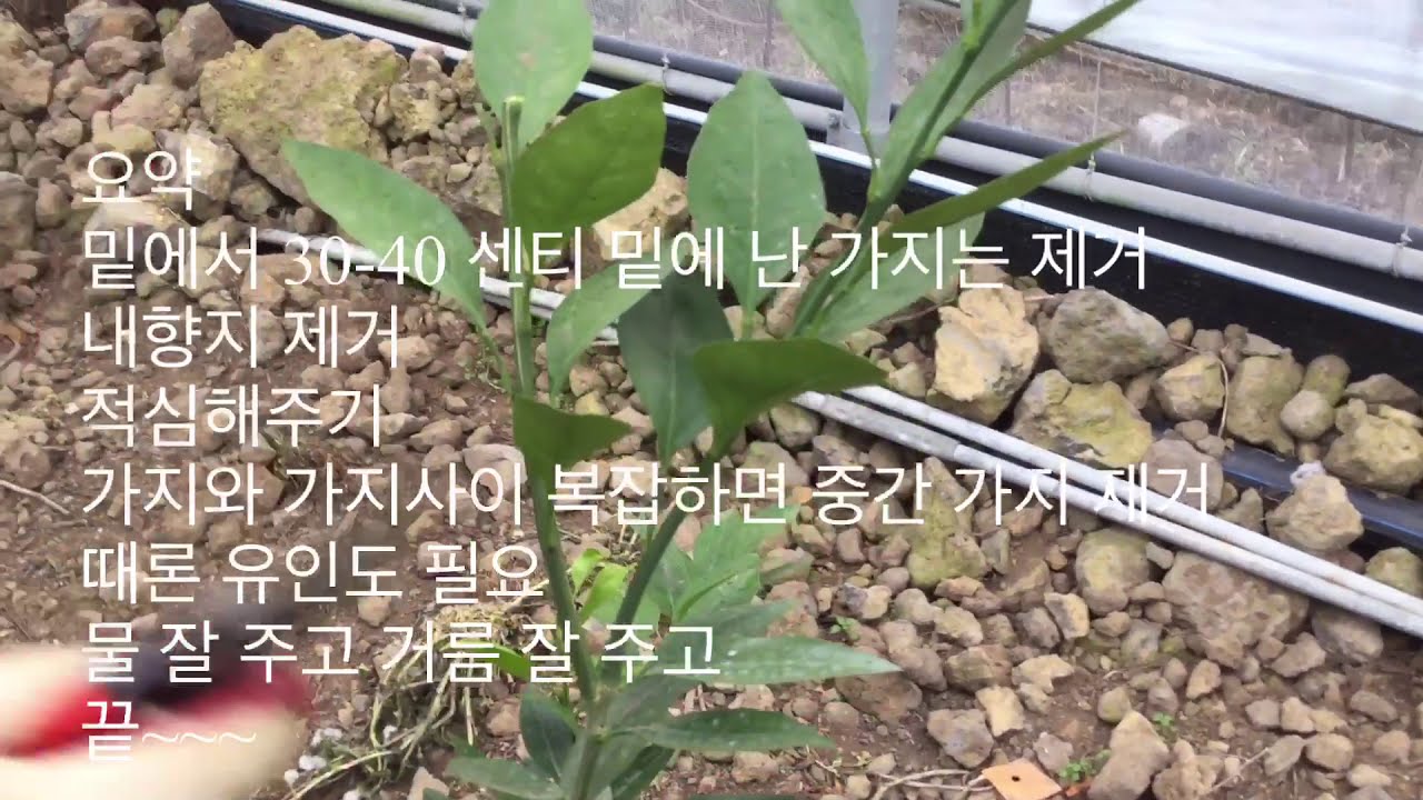 레드향 10 년 재배 농가가 전해주는 어린 귤나무 빨리키우는 방법 전정하기