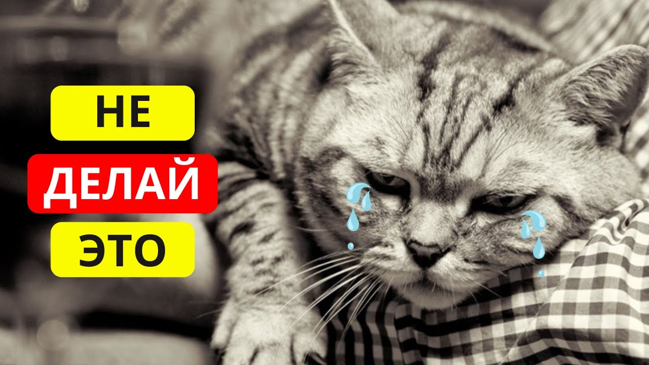Эти 15 ОБЫЧНЫХ вещей ОБИЖАЮТ вашу КОШКУ! 🙀