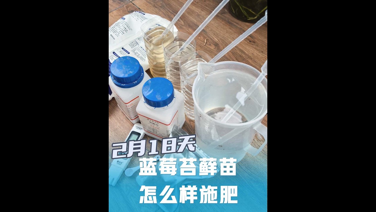 2个月18天的蓝莓苔藓苗，怎么样施肥 #盆栽蓝莓 #蓝莓施肥 #蓝莓苔藓苗 #蓝莓种植技术 #蓝莓种植