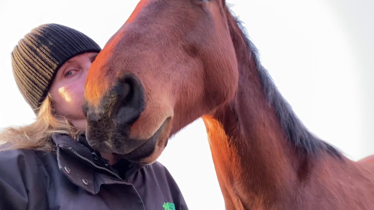 Horse Zerbits!