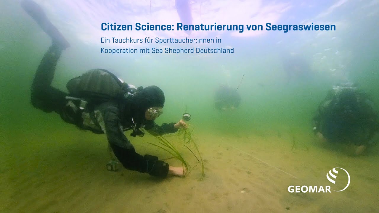 Citizen Science: Renaturierung von Seegraswiesen in der Ostsee
