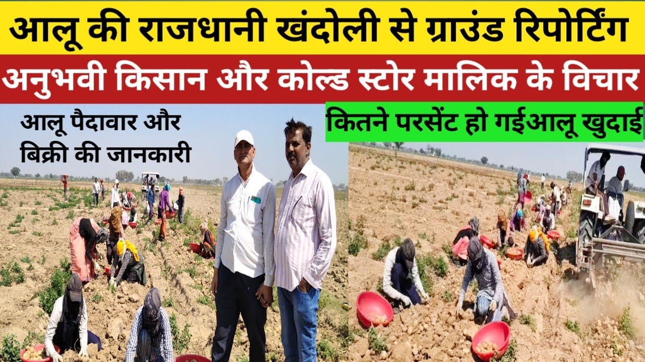 खंदोली से आलू पैदावार की ग्राउंड रिपोर्टिंग/अब तक कितने परसेंट हो गई आलू खुदाई/आलू बिक्री की जानकारी