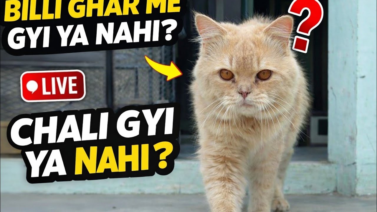 Jo hmne ghar banaya usme billi gyi ya nhi ..🏠🐱🐾 #cat #youtube #pets #video #vlog