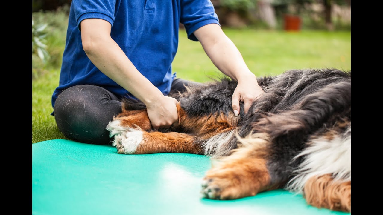 Cushing-Krankheit bei Hunden: 9 Symptome, die Sie wahrscheinlich übersehen