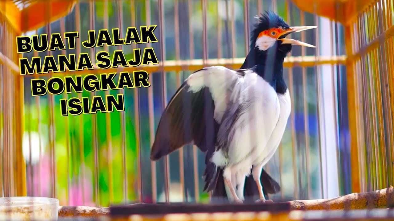 Jalak Suren Gacor Full Isian Mewah Ini Bagus Untuk Masteran Jalak Muda Agar Punya Masa Depan Cerah