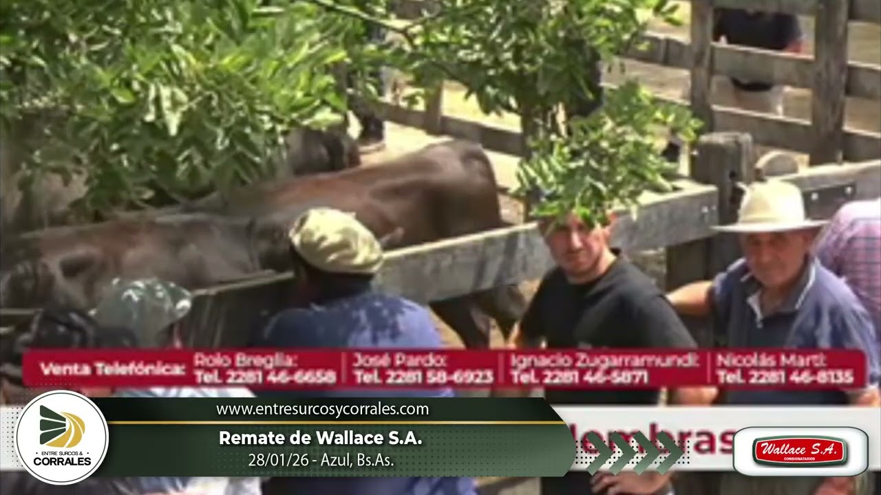 28-01-26 - Remate de Wallace S.A. - Azul, Bs.As.