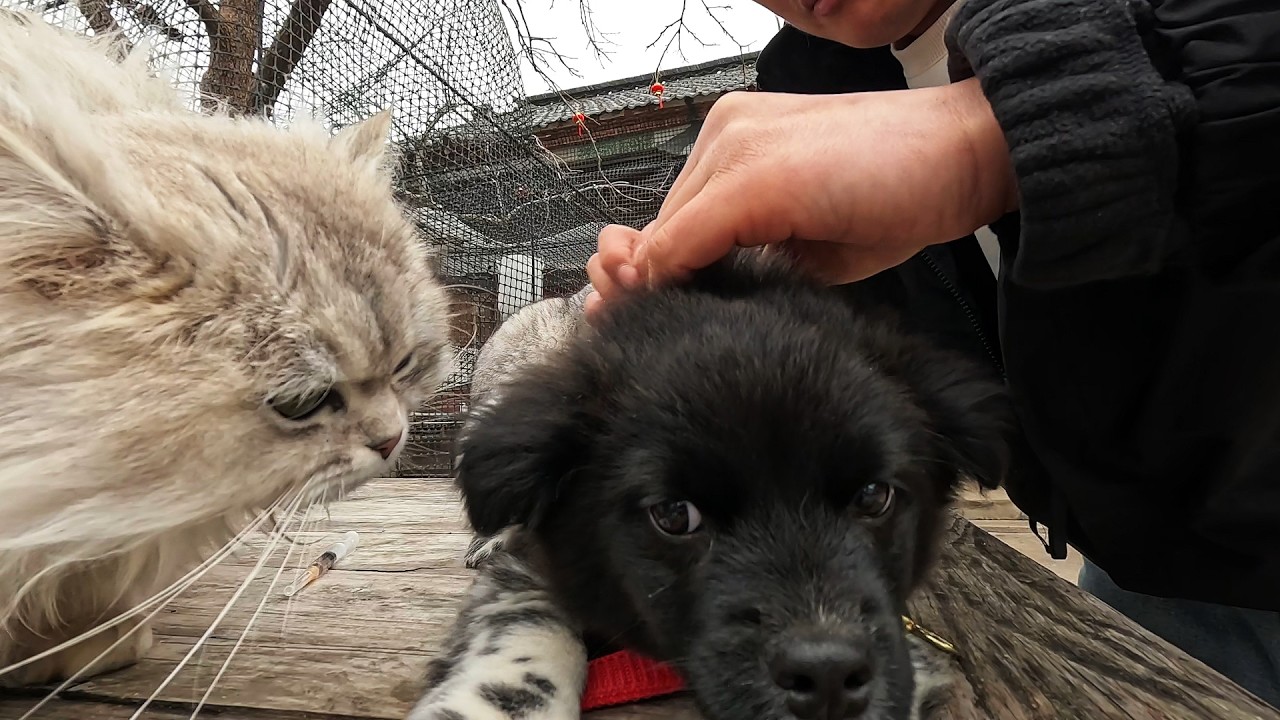 给小奶狗打疫苗，猫狗和谐相处，在群猫环绕中慢慢长大