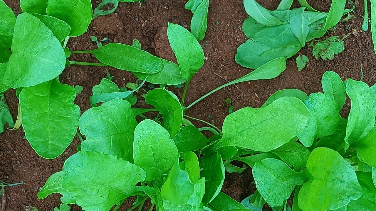 Organic గ్రీన్ వెజిటబుల్ 🌱🌱🌱