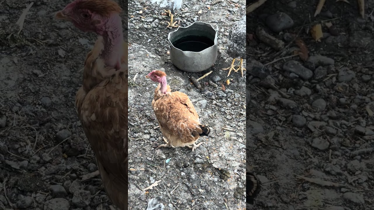 Іра 🐤 #chicken #chickenshop #chikken