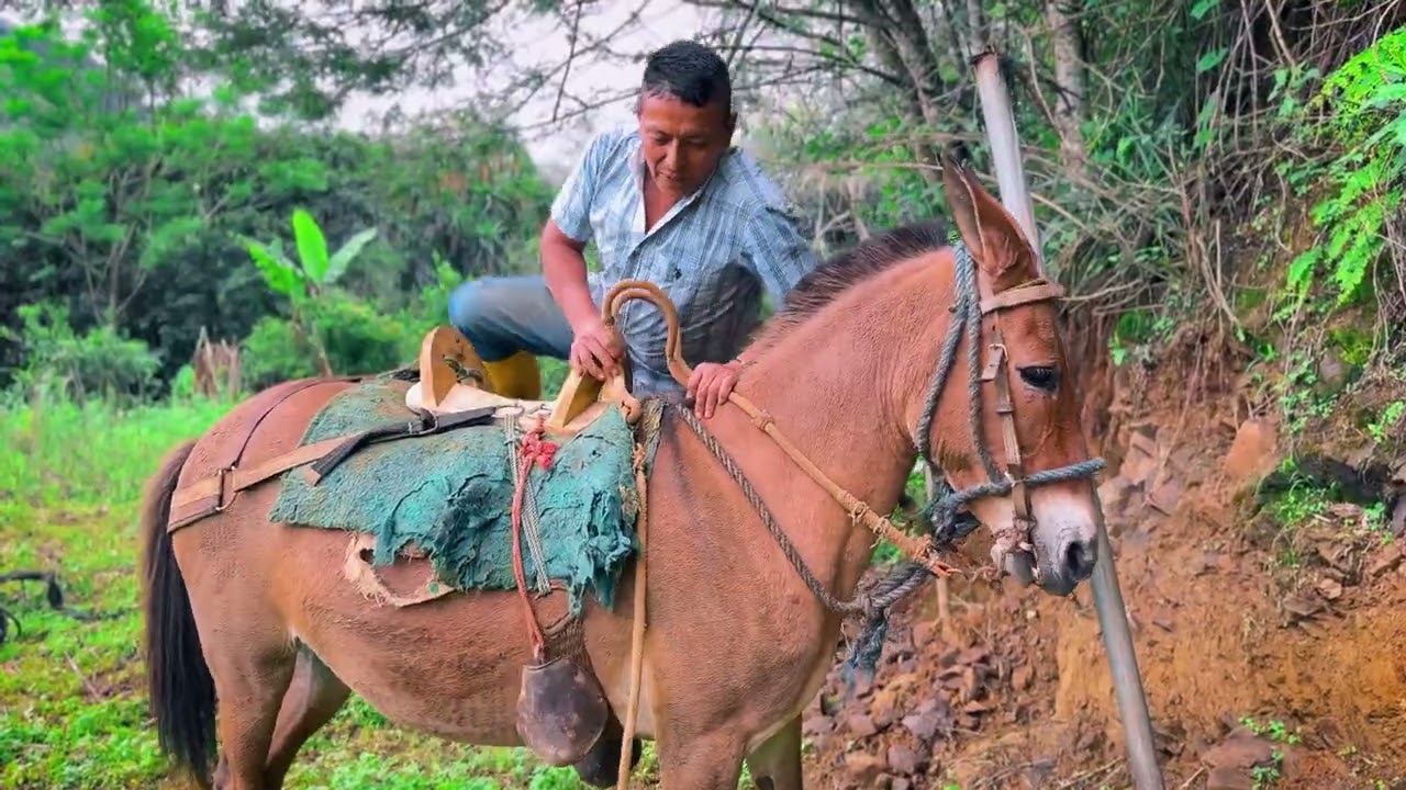 Así se ensilla una bestia mular para trabaja aquí en el campo